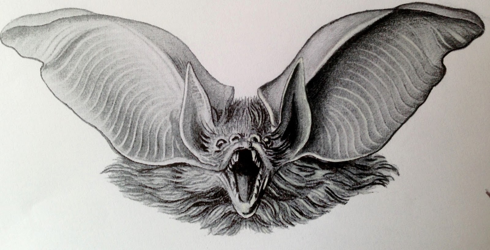 Летучая мышь морда